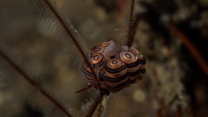 Donut Nudibranch 2